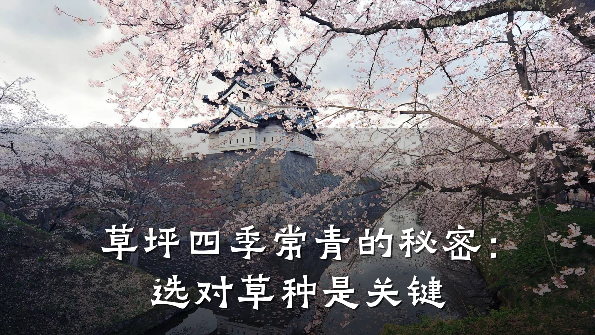 草坪四季常青的秘密：选对草种是关键