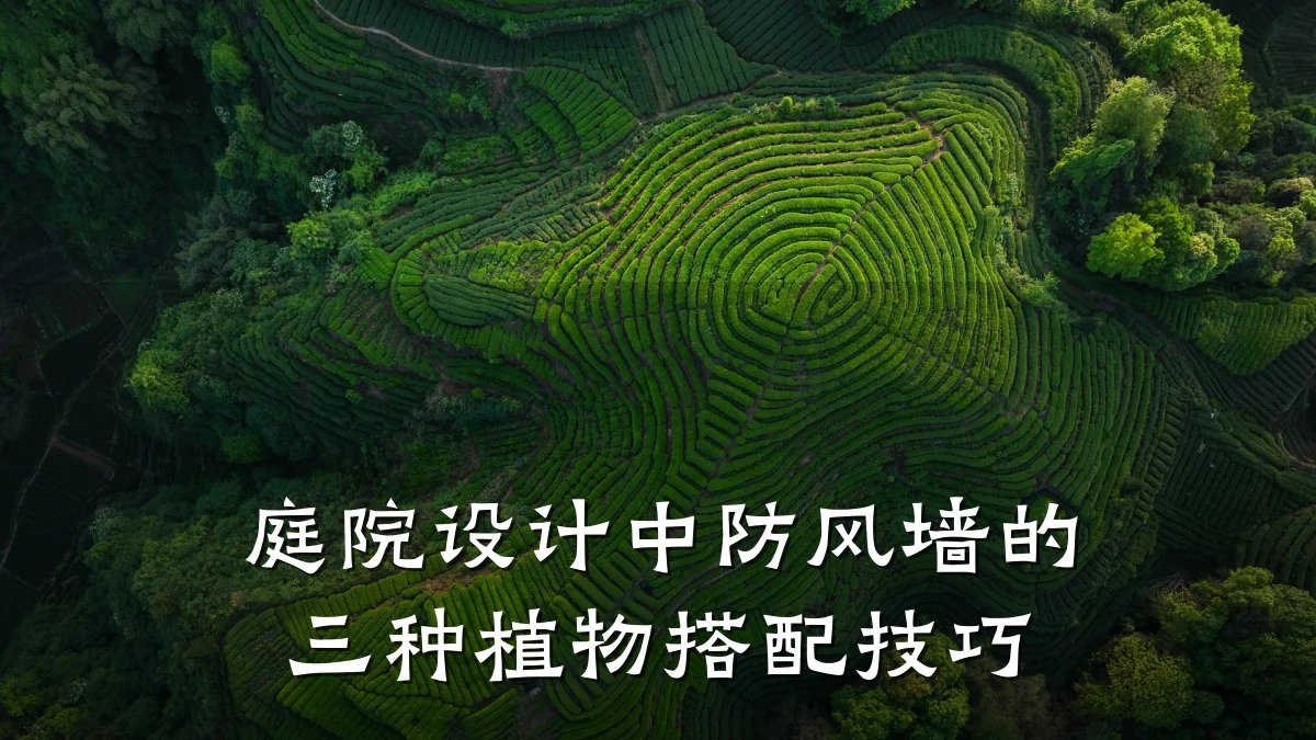庭院设计中防风墙的三种植物搭配技巧