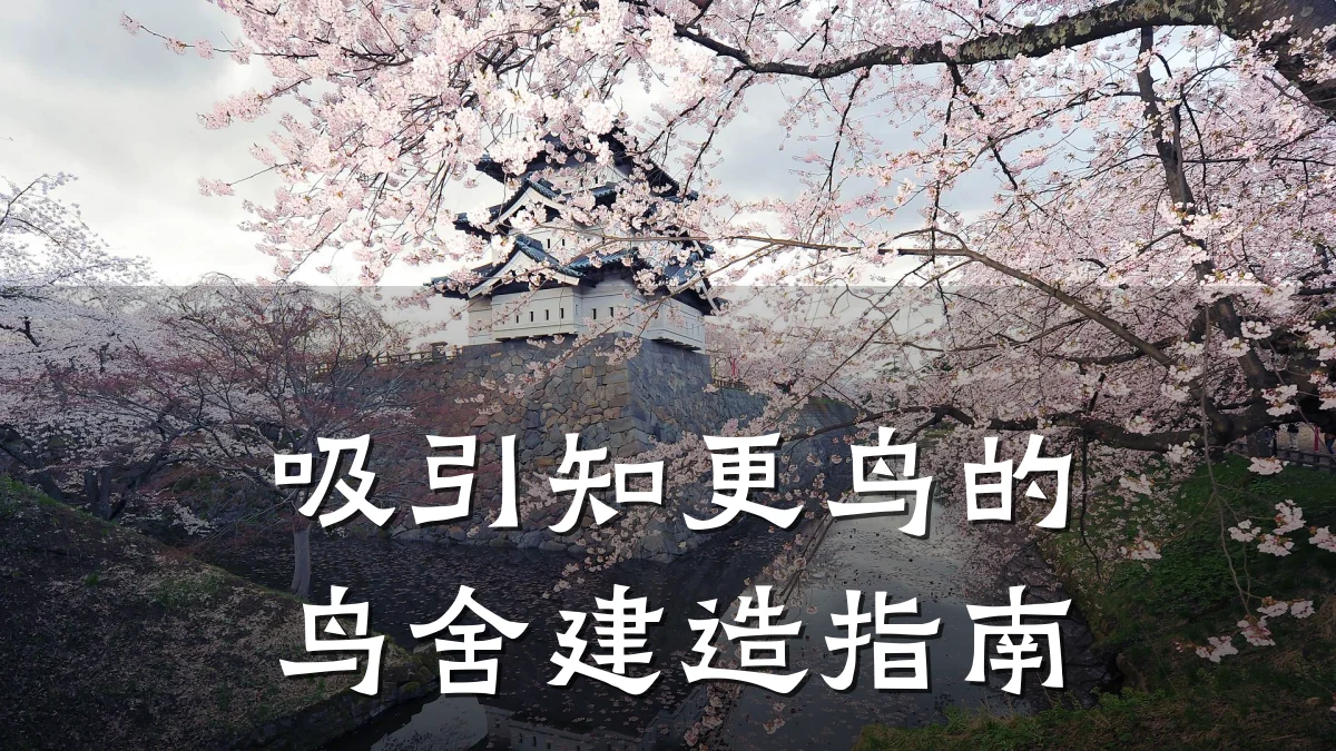 吸引知更鸟的鸟舍建造指南