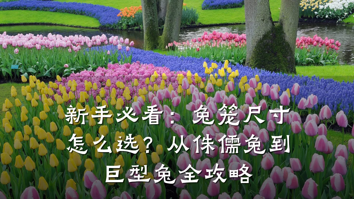 新手必看：兔笼尺寸怎么选？从侏儒兔到巨型兔全攻略