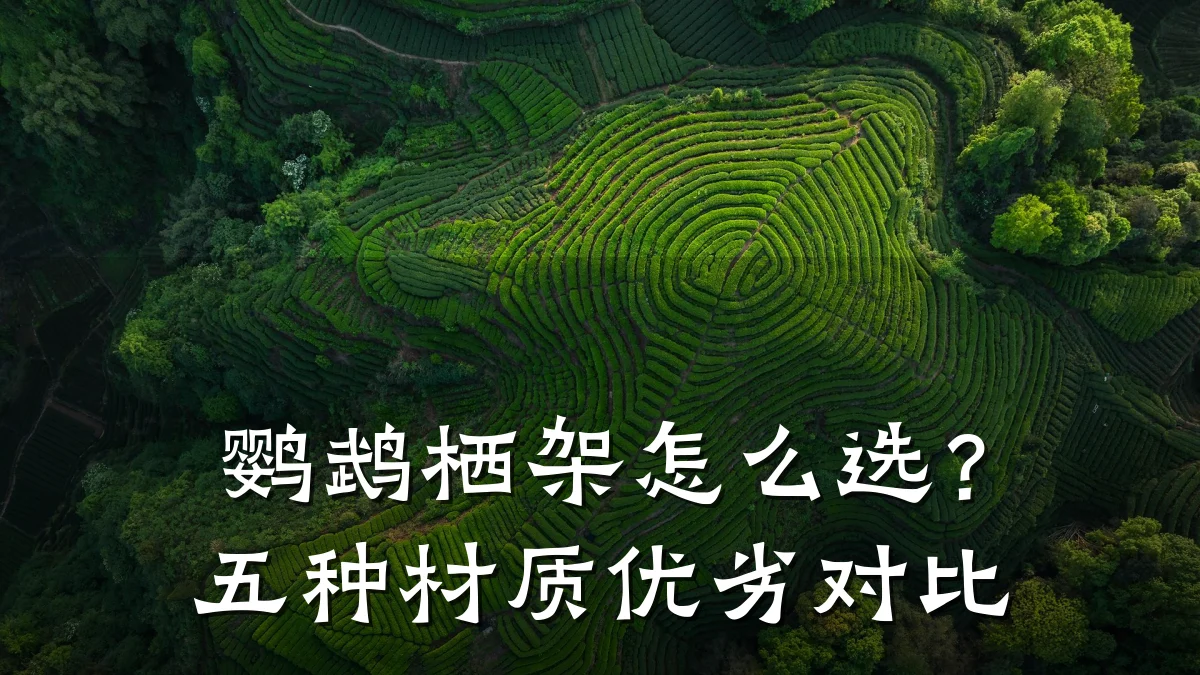 鹦鹉栖架怎么选？五种材质优劣对比