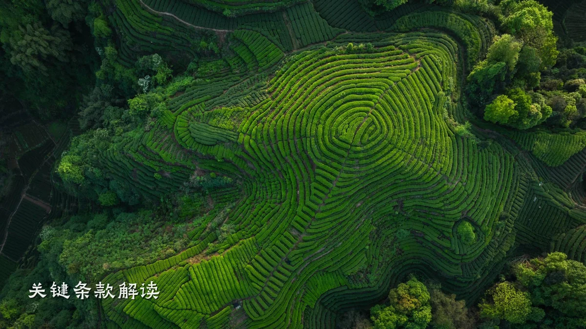 关键条款解读