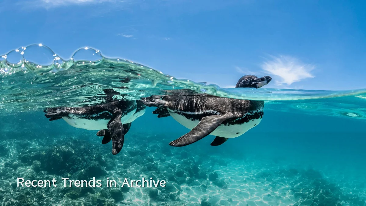 Recent Trends in Archive